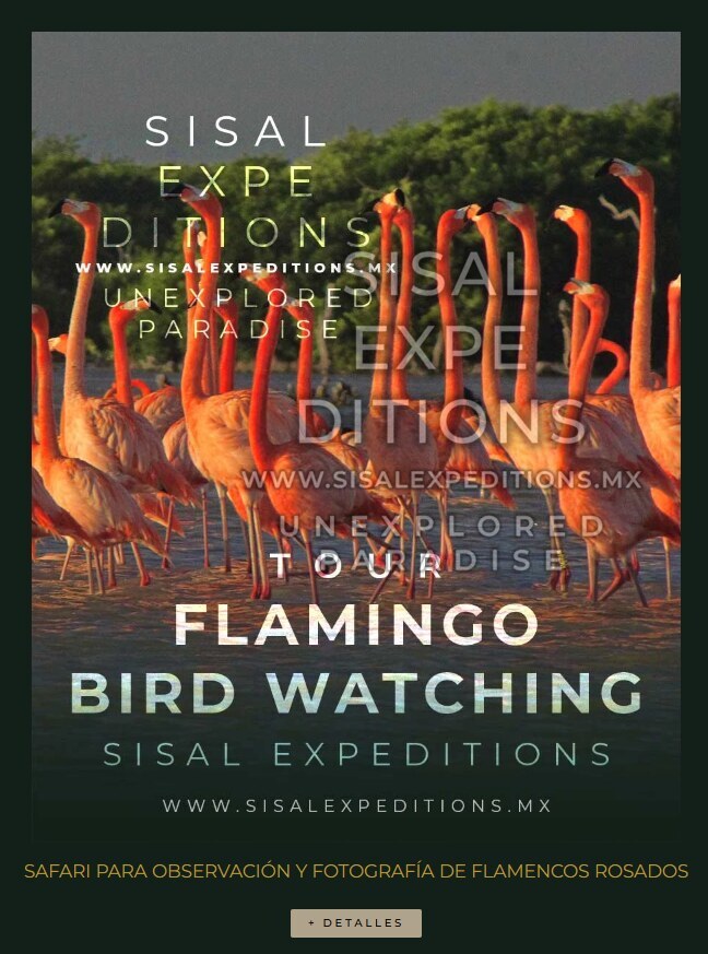 Safari de Flamencos Rosados