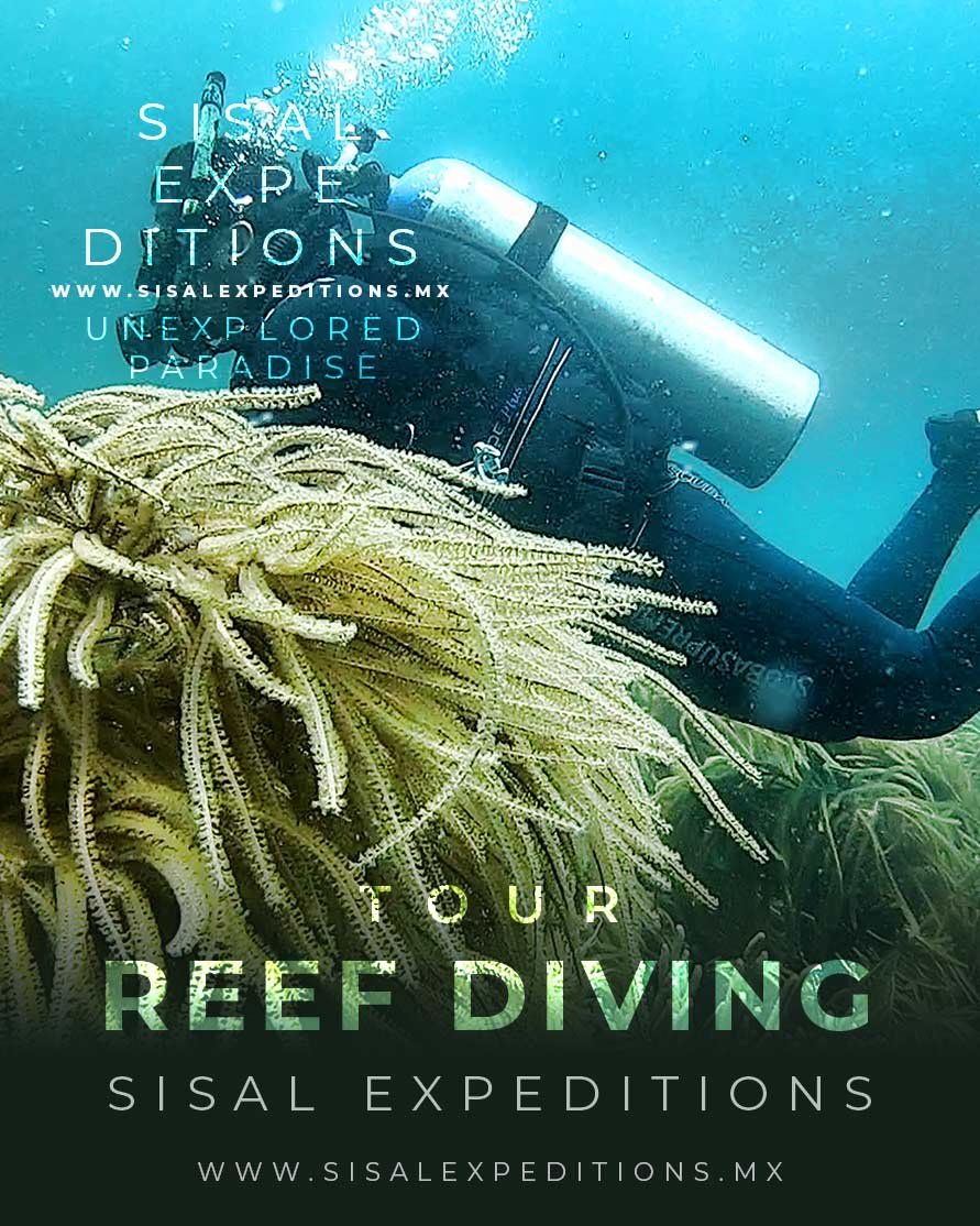 Buceo en el arrecife Nohoch, Sisal