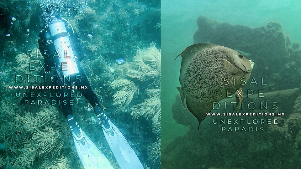 Buceo Recreativo en Arrecifes